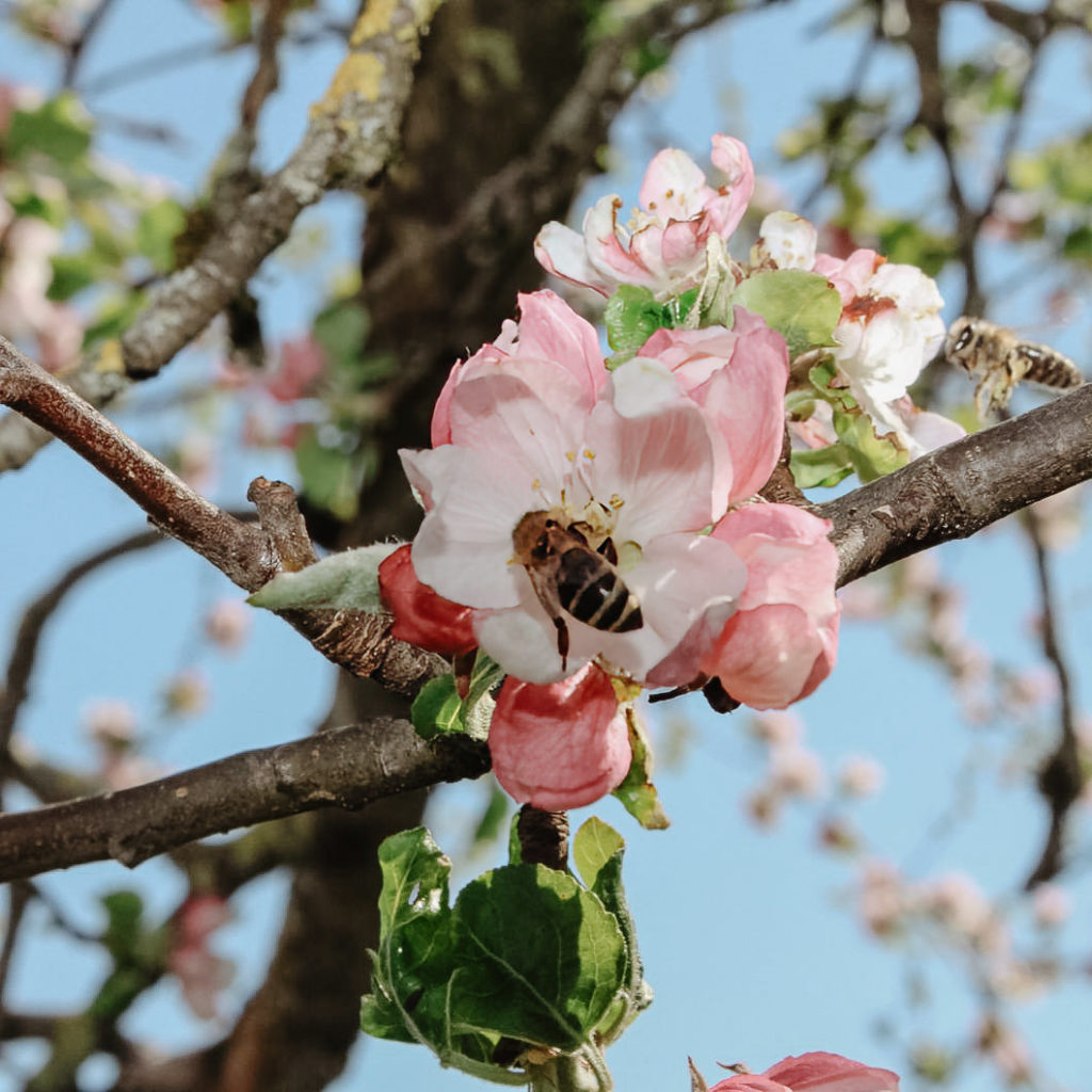 Bienen auf Kirschblüten auf einem Baum