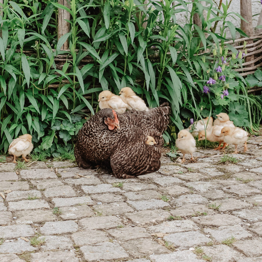 Ein Huhn mit ihren Küken freilaufend auf dem Hof