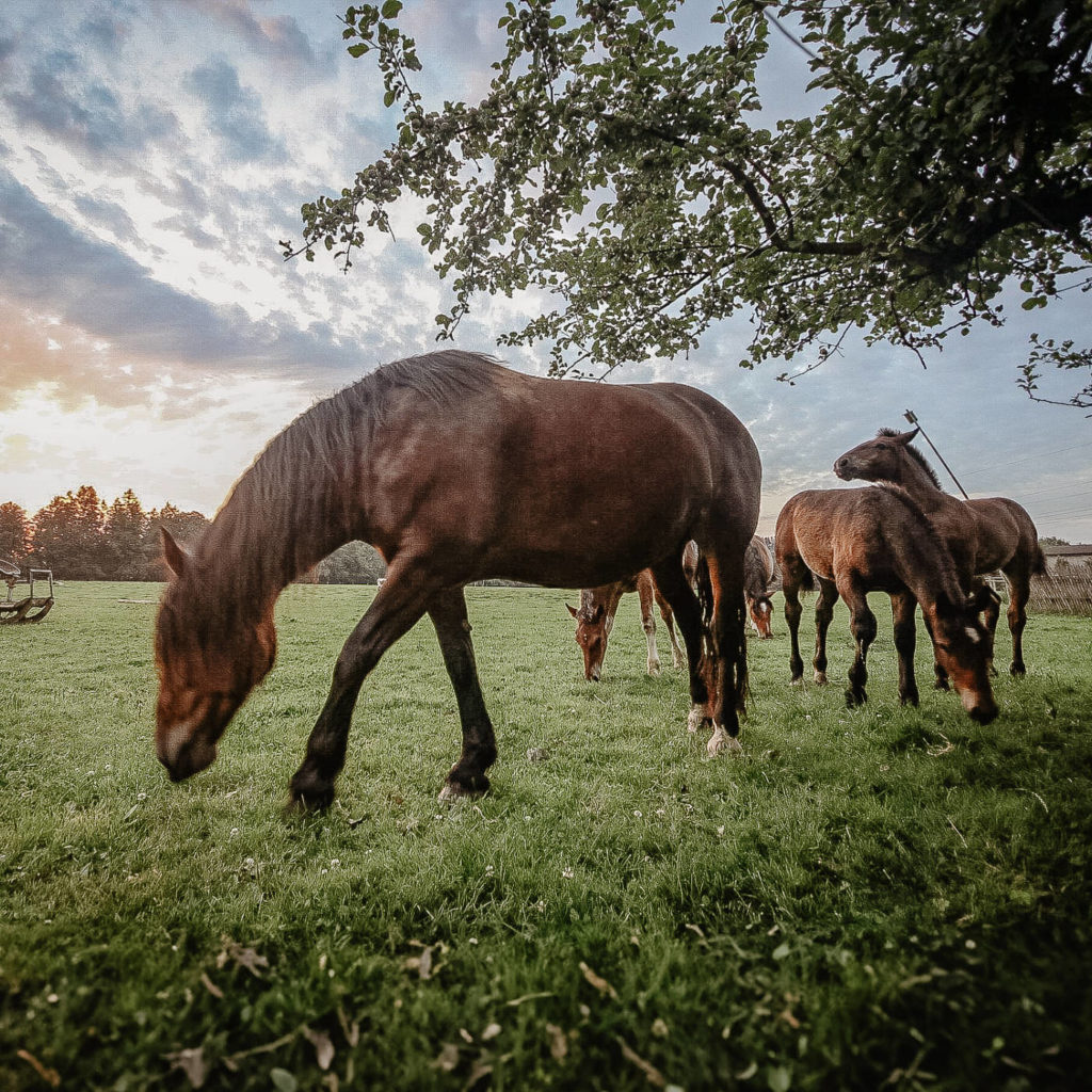 Pferde grasen auf einer großen Weide