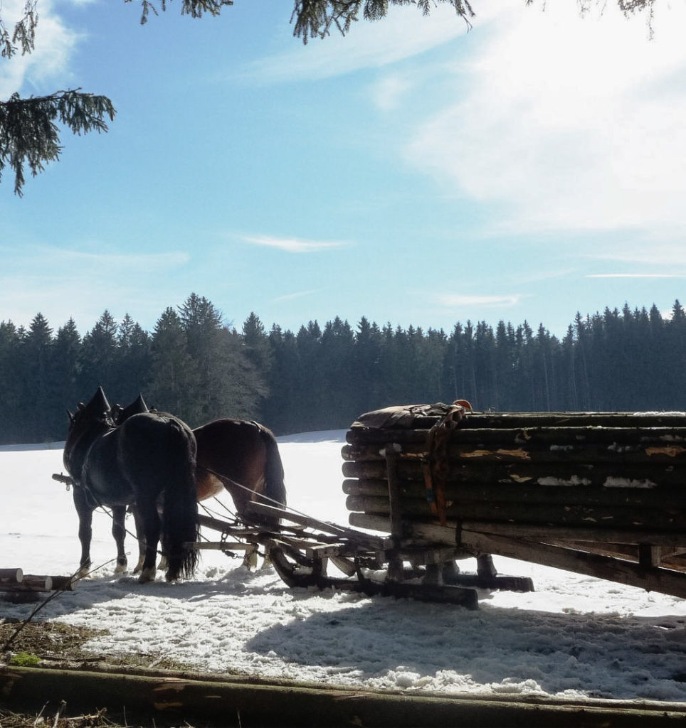Zwei Pferde ziehen einen großen Schlitten mit Baumstämmen im Winter