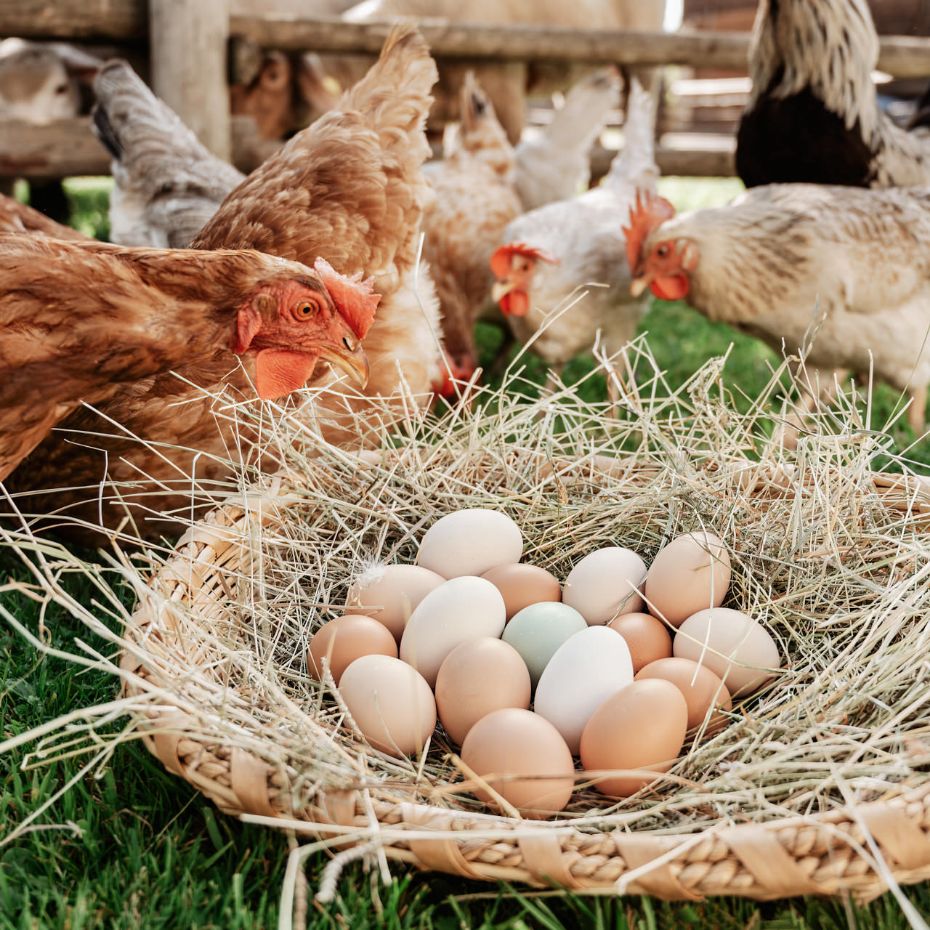 Viele Hühner neben einem Korb aus Heu und Eiern