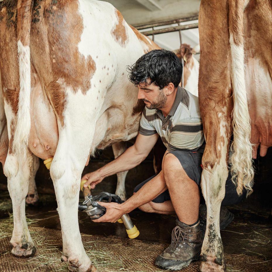 Franz Reßle beim Melken im Kuhstall